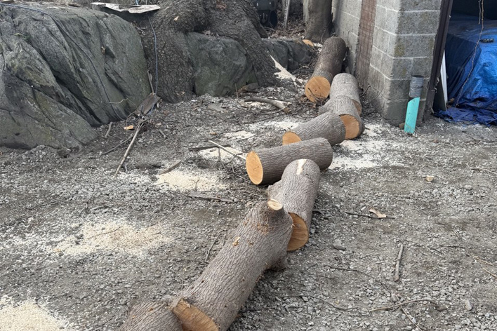 Tree removal service